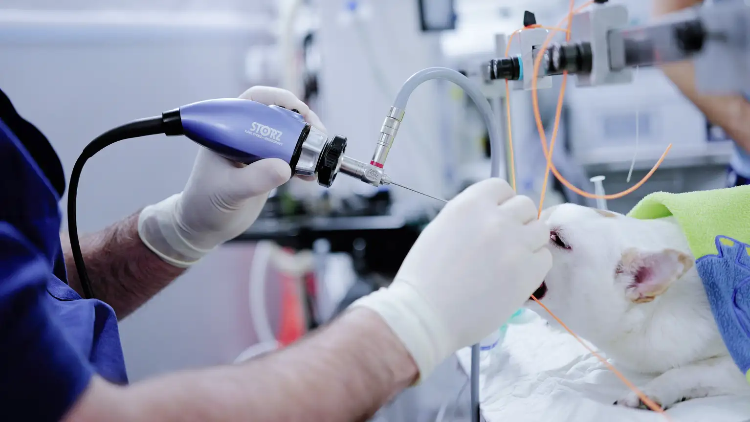 Veterinarian performing endoscopy on a dog under anesthesia.